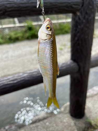 オイカワの釣果