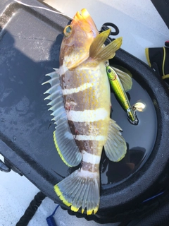 アオハタの釣果