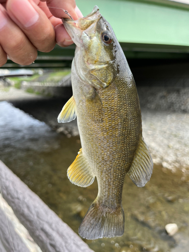 スモールマウスバスの釣果