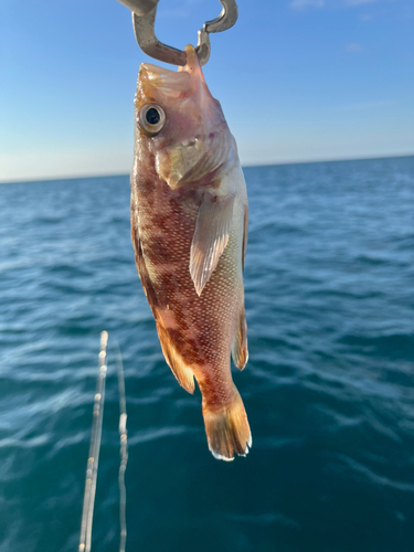 釣果