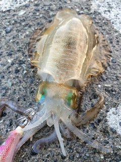 アオリイカの釣果