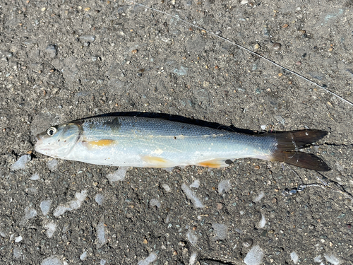 ウグイの釣果