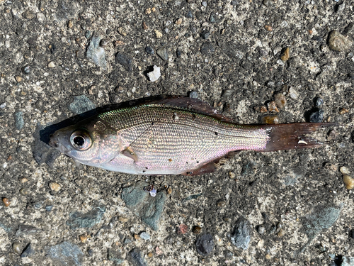 ウミタナゴの釣果