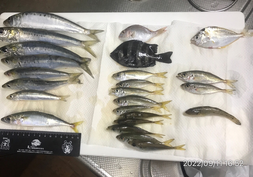 釣果