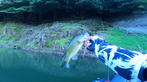 ブラックバスの釣果