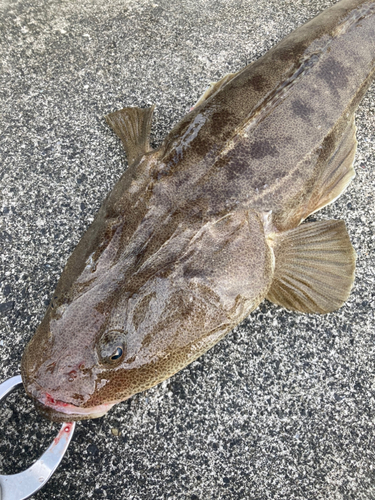 マゴチの釣果