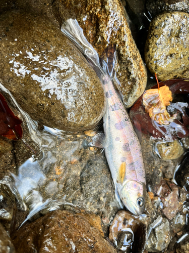 ヤマメの釣果