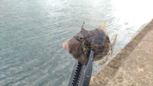 カワハギの釣果