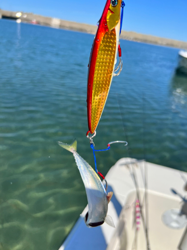 マサバの釣果