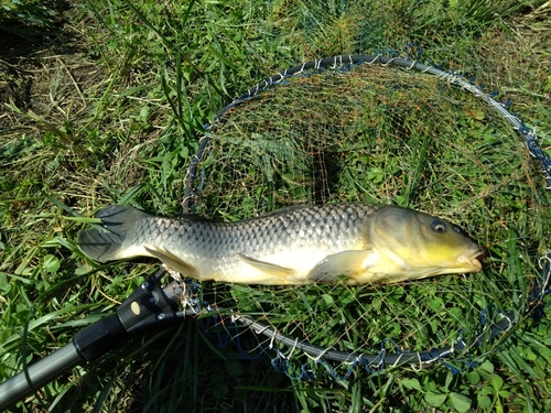 コイの釣果