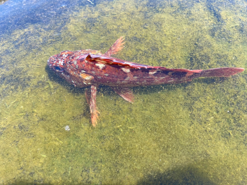 カサゴの釣果