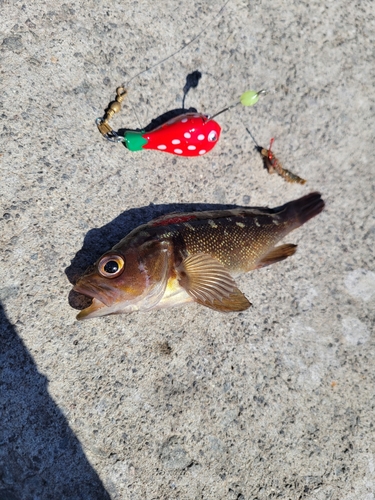 エゾメバルの釣果