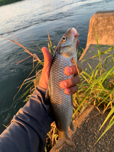 ニゴイの釣果