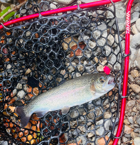 ニジマスの釣果