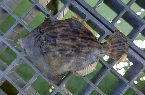 カワハギの釣果