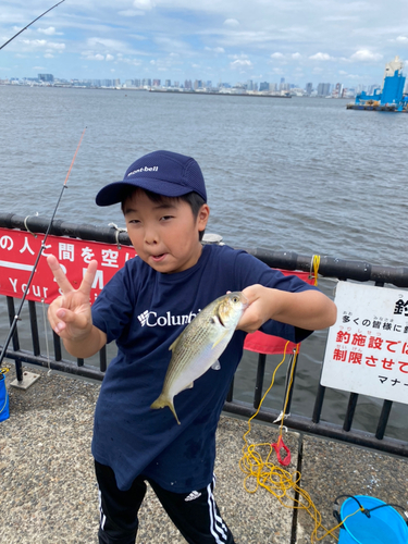 コノシロの釣果