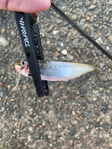 イワシの釣果