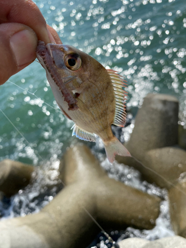 タイの釣果