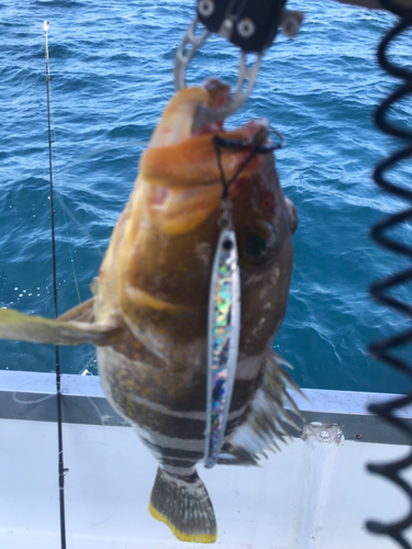 アオハタの釣果