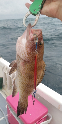 オオモンハタの釣果