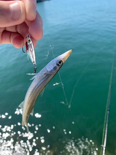 カマスの釣果