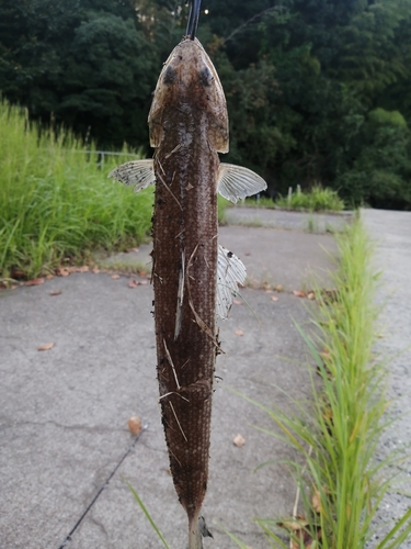 エソの釣果