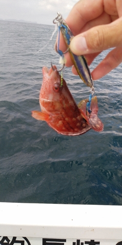 ホシササノハベラの釣果