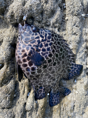 イシガキダイの釣果