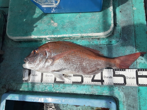 マダイの釣果