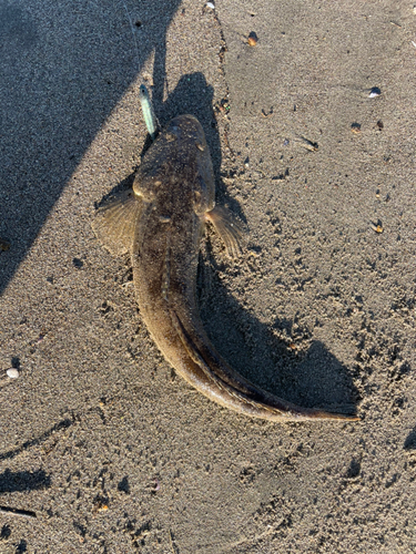 マゴチの釣果