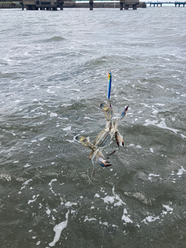 カニの釣果