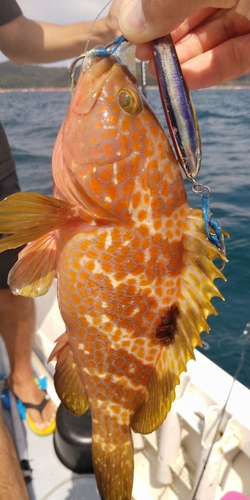 アコウの釣果