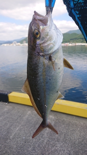 ショゴの釣果