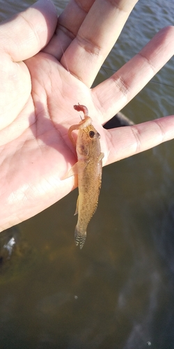 マハゼの釣果