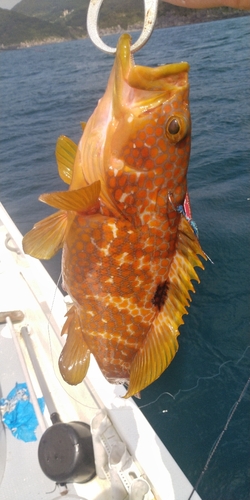 アコウの釣果