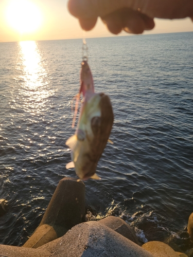 シロサバフグの釣果