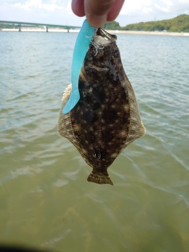 シマイサキの釣果