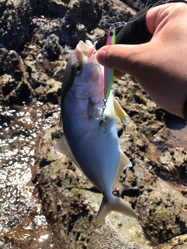 ショゴの釣果