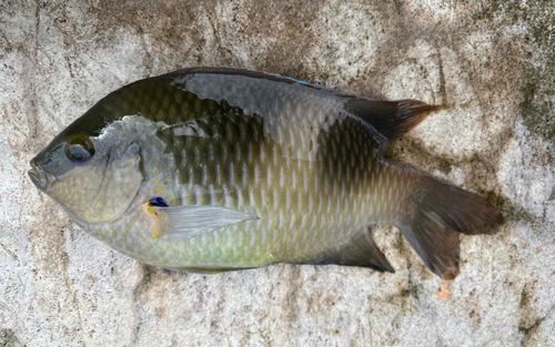 スズメダイの釣果