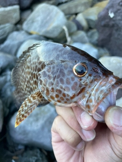 オオモンハタの釣果