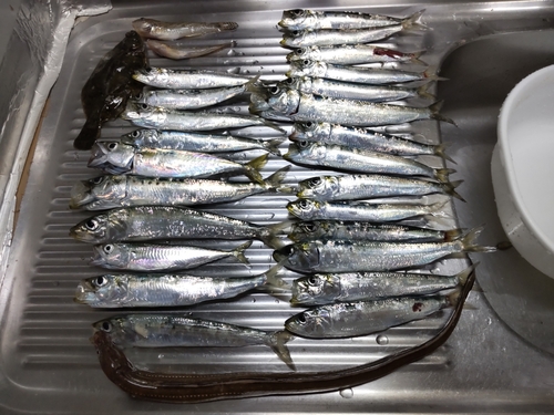 イワシの釣果