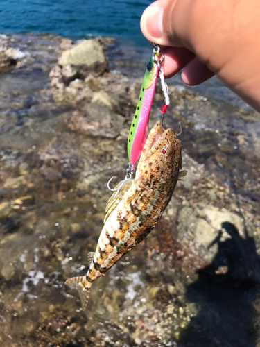 エソの釣果