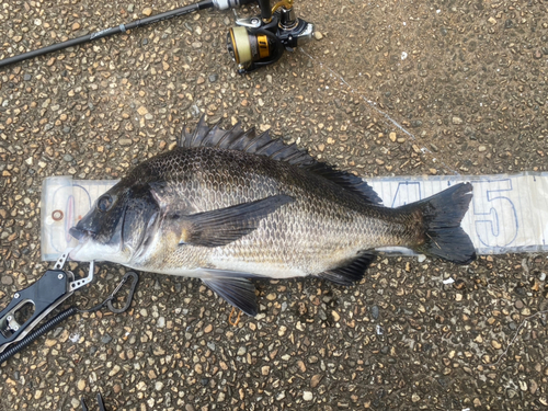 クロダイの釣果