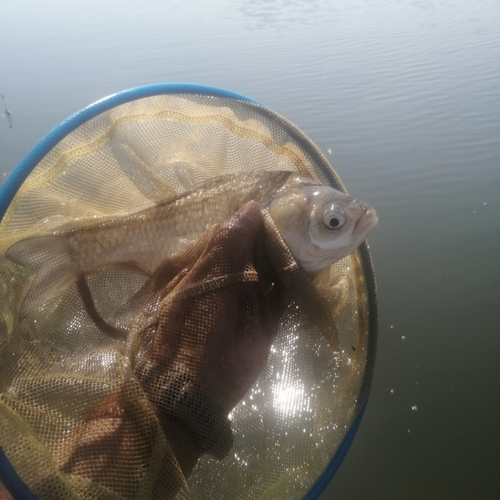 ヘラブナの釣果