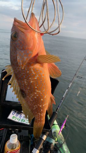 キジハタの釣果