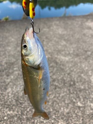 ウグイの釣果