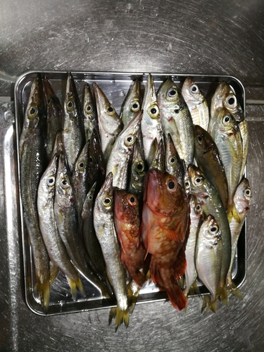 カマスの釣果