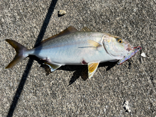 カンパチの釣果