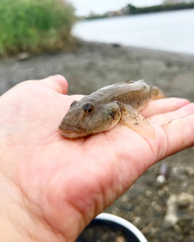 ハゼの釣果