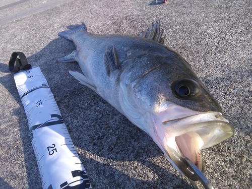 シーバスの釣果